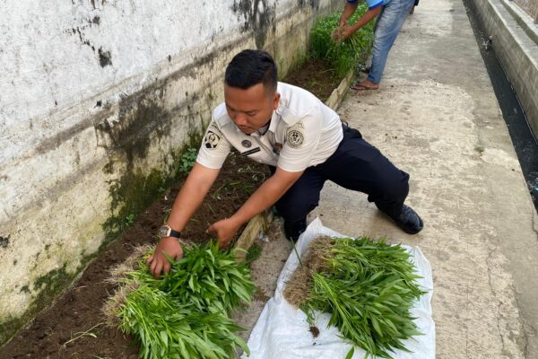 Komitmen Dukung Ketahanan Pangan Nasional, Rutan Tanjung Pura Panen Raya 50 Kilogram Kangkung
