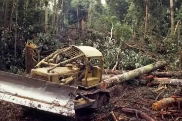 Oknum Asing Diduga Kuasai Hutan Produksi di Musi Banyuasin, LBH Desak Penegakan Hukum