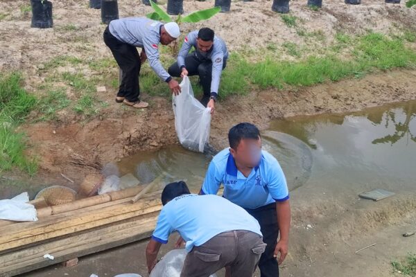 Wujud Komitmen Ketahanan Pangan BerkelanjutanRutan Tanjung Pura Tebar 2.000 Ekor Bibit Ikan Nila Kolam Ketahan Pangan