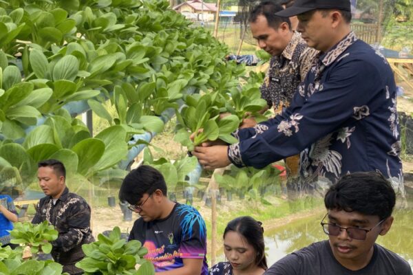 Kembali Hijaukan Lahan Ketapang, Rutan Tanjung Pura Kembali Panen Dan Siap Pasarkan Sayur Pokcoy