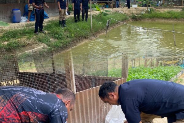 Panen 35 kilogram ikan Nila Dari Lahan Ketapang , Rutan Tanjung Pura Alokasikan Hasil Panen untuk Pemenuhan BAMA Warga Binaan