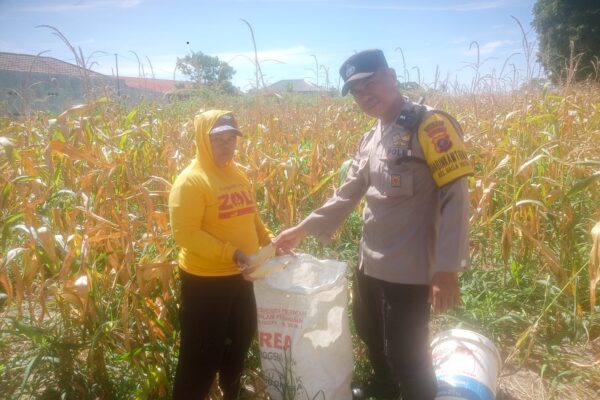 Bhabinkamtibmas Polsek Siantar Marihat Monitoring Langsung Panen Jagung Petani Binaan di Naga Huta