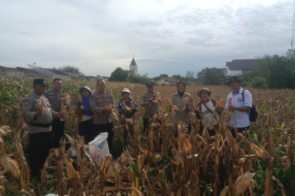 7 Personil Polsek Siantar Selatan Panen Jagung Bersama Petani Binaan, Pastikan Mutu Sesuai Standar Bulog
