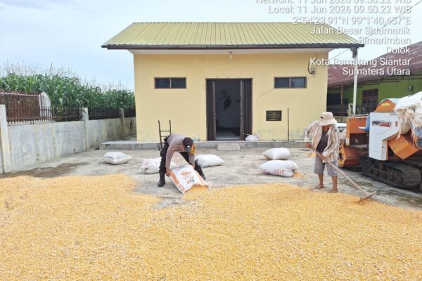 Dampak Kemarau Februari-Maret 2026, Hasil Panen Jagung Petani Binaan di Simarimbun Turun Drastis
