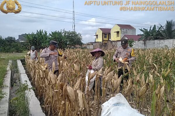 Komitmen Ketahanan Pangan, Polsek Siantar Selatan Bantu Panen Jagung Petani Binaan