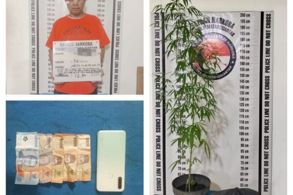MH (56) Tanam Pohon Ganja di Pot Warna Hitam, Personil Sat Narkoba Temukan 680 Gram Ganja di Rumahnya