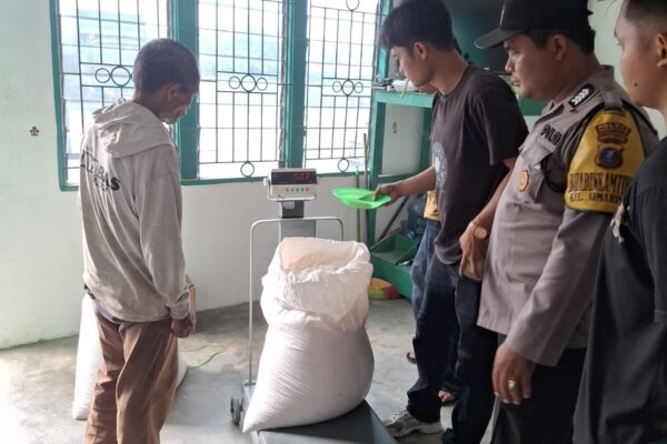 Petani Binaan Bapak Alben Silitonga Panen, 450 Kg Jagung Diserap Bulog Cabang Pematangsiantar