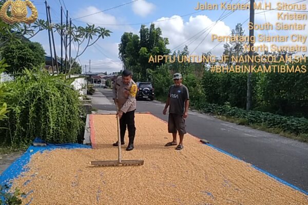 Petani Binaan Bapak Ramlan Nainggolan Jemur Jagung, Bhabinkamtibmas Beri Himbauan Jual ke Bulog