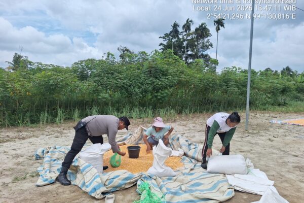 Bripka Johannes C. Siregar Ambil Sampel Jagung, Petani Binaan Bapak Hiras Silitonga Ingin Kadar Air di Bawah 14%