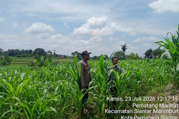 Bhabinkamtibmas Polsek Siantar Utara Sambangi Lahan Jagung, Dukung Program Ketapang