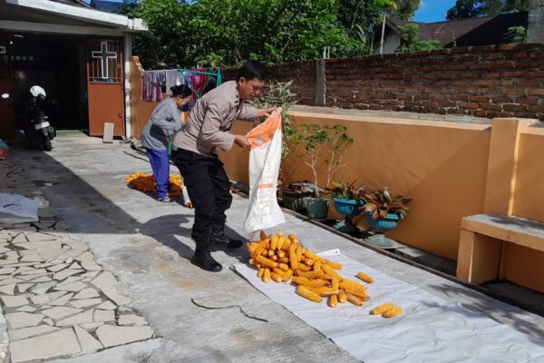 Panen Jagung di Lahan 6 Rante, Petani Binaan Siap Jual Hasil ke Bulog