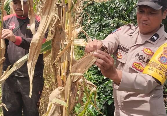 Polsek Siantar Selatan Dampingi Petani Binaan Panen Jagung