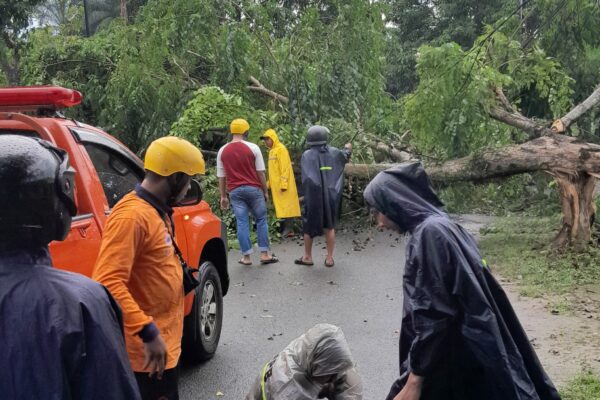 Pohon Mahoni Tumbang Timpa Tiang Telkom, Polsek Siantar Martoba Bergerak Cepat