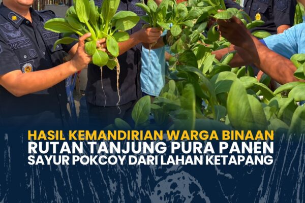 Hasil Kemandirian Warga Binaan, Rutan Tanjung Pura Panen Sayur Pokcoy dari Lahan Ketapang