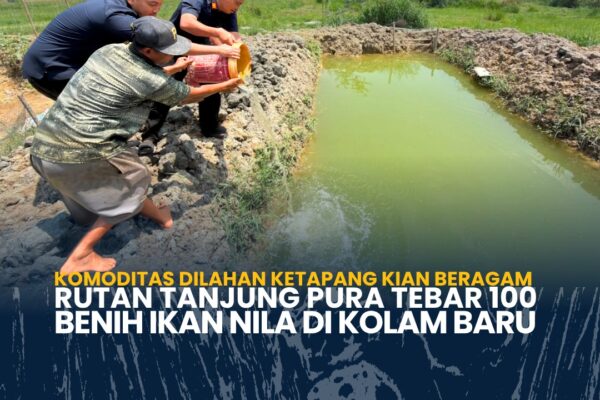 Komoditas Dilahan Ketapang Kian Beragam Rutan Tanjung Pura Tebar 100 Benih Ikan Nila di Kolam Baru