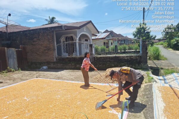 Polsek Siantar Marihat Dampingi Petani Binaan, 14 Goni Jagung Hasil Panen di Simarimbun Dolok Siap Diserap Bulog