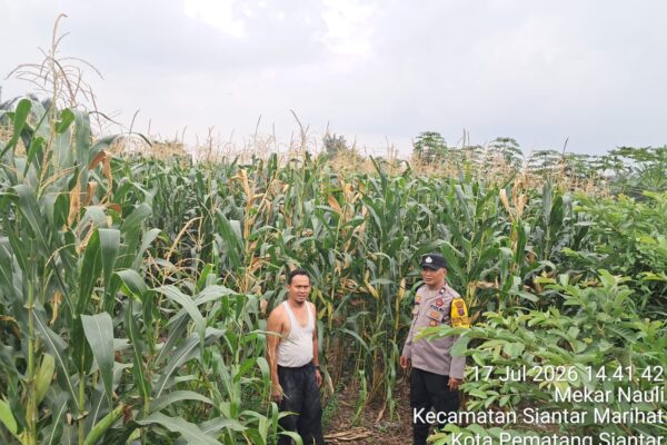 Polsek Siantar Timur Dukung Ketapang, Bhabinkamtibmas Sosialisasikan Program Asta Cita kepada Petani