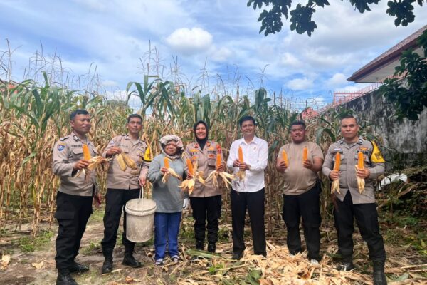 Polsek Siantar Selatan Bantu Petani Binaan, Panen Jagung di Lahan 6 Rante, Hasil Lumayan Memuaskan