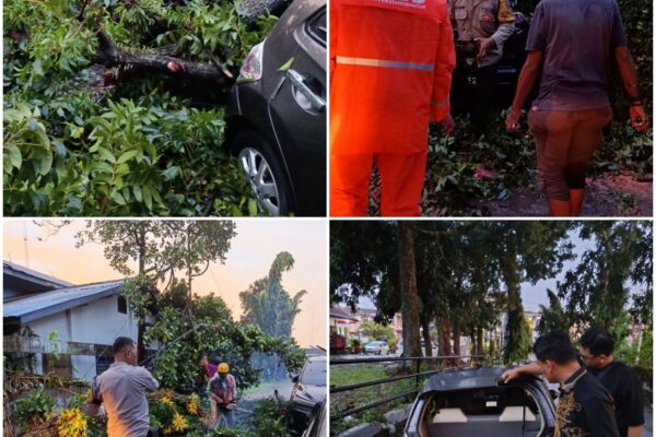 Pohon Tumbang Timpa Dua Mobil di Jalan Danau Maninjau, Polsek Siantar Timur Respon Cepat Evakuasi