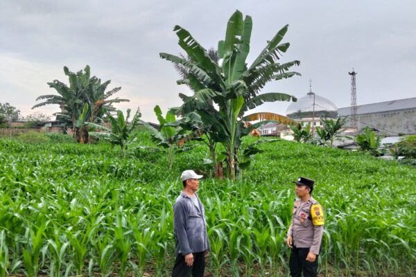 AIPDA H.E. Pane Sambangi Petani Binaan, Tanaman Jagung 30 Hari Diserang Ulat Daun, Bhabinkamtibmas Beri Motivasi