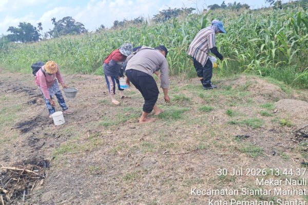 Polsek Siantar Timur Dukung Ketapang, Bhabinkamtibmas Cek Lahan Jagung dan Himbau Petani Jaga Sinergi
