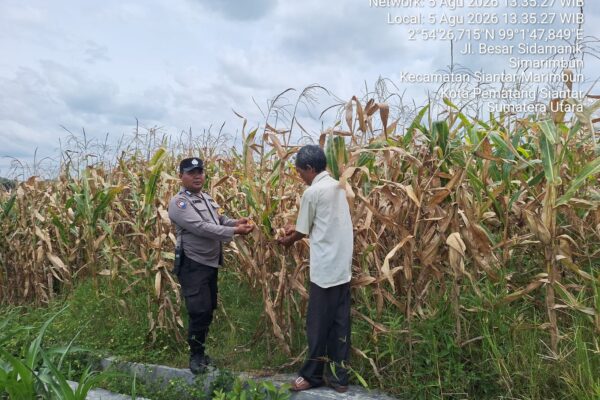 Polsek Siantar Marihat Pantau Petani Binaan, Kapolsek: Jagung Dijual ke Bulog, Benih dan Pupuk Bantuan Pemerintah