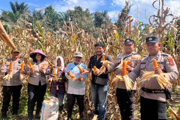 Polsek Siantar Selatan Bantu Panen Jagung, Hasil 6 Rante Memuaskan, Bhabinkamtibmas Himbau Jual ke Bulog