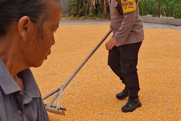 Polsek Siantar Selatan Dukung Ketahanan Pangan, Bhabinkamtibmas Bantu Penjemuran Jagung Petani Binaan
