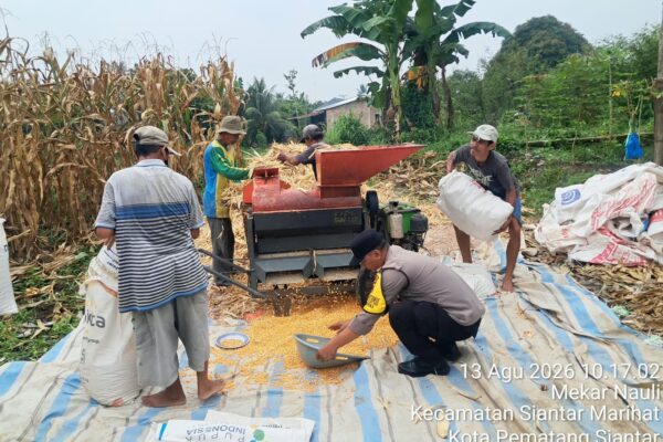 Polsek Siantar Timur Dukung Ketapang, Bhabinkamtibmas Pantau Ladang Jagung Petani Binaan