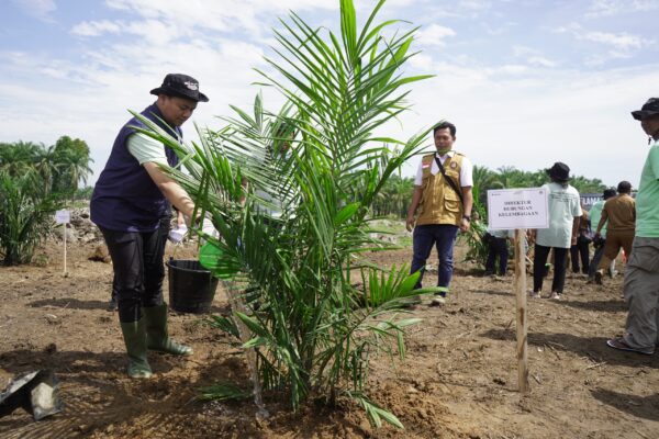 PTPN IV PalmCo Dorong Peremajaan Sawit Rakyat Disertai Tanam Padi Gogo di Asahan