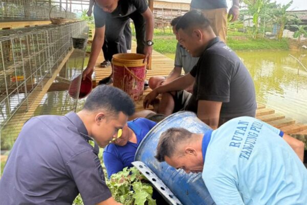 Penaburan Tahap Kedua , Rutan Tanjung Pura Sukses Tabur 2000 Benih Ikan Lele di Lahan Ketahanan Pangan