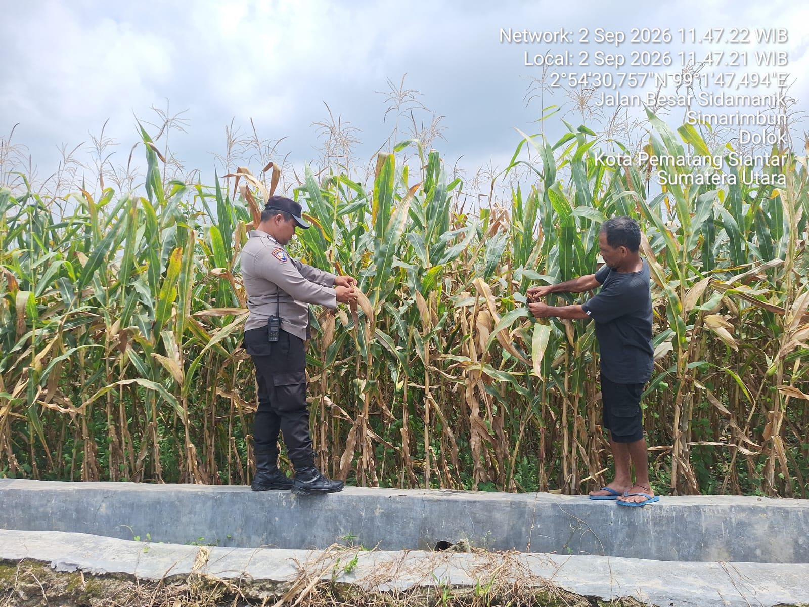 Polsek Siantar Marihat Dukung Program Ketapang, Monitoring Jagung Petani Binaan Sanggam Silitonga
