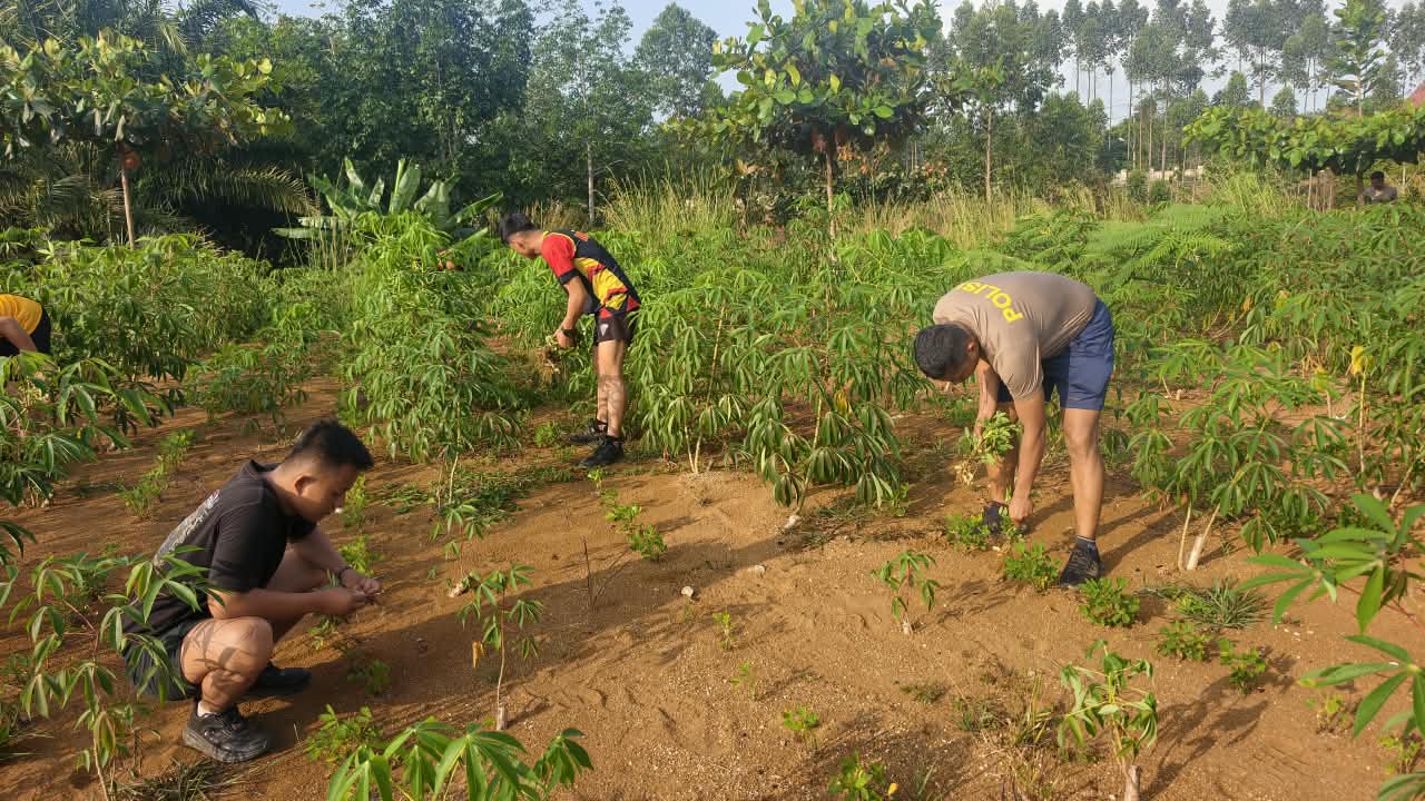 Tak Hanya Siaga, Brimob Sumut Buktikan Peduli Lingkungan Lewat Kurve dan Panen Kacang