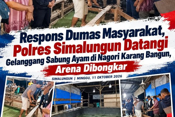 Gerebek Arena Sabung Ayam Milik JF, Tim Gabungan Polsek Gunung Malela dan Jatanras Hentikan Perjudian
