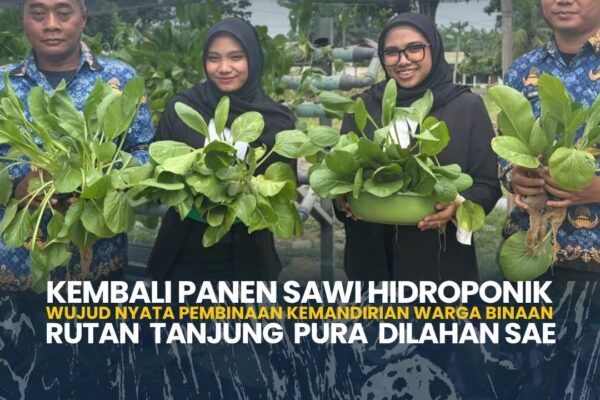 Kembali Panen Sawi Hidroponik Wujud Nyata Pembinaan Kemandirian Warga Binaan Rutan Tanjung Pura Dilahan SAE