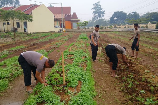 Brimob Sumut Rawat Lahan Ketapang Kacang Tanah di Batalyon C, Dukung Kemandirian Pangan