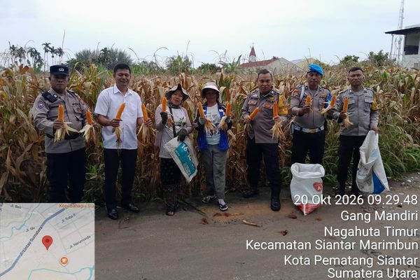 Dukung Ketahanan Pangan, Polsek Siantar Selatan Dampingi Panen Jagung Seluas 6 Rante Milik Petani Binaan di Gang Mandiri